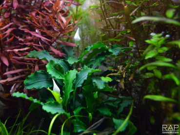 Bucephalandra pygmaea 'Bukit Kelam/ Wavy Green/ Wavy Leaf'